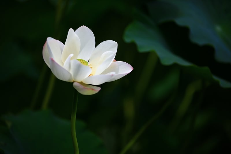 Lotus Pose Image